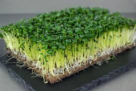 Microgreens- What exactly is this new trend of nutritious diet? | मायक्रोग्रीन्स- पोषण आहाराचा हा नवा ट्रेण्ड नेमका काय आहे? Microgreens- What exactly is this new trend of nutritious diet? | मायक्रोग्रीन्स- पोषण आहाराचा हा नवा ट्रेण्ड नेमका काय आहे?