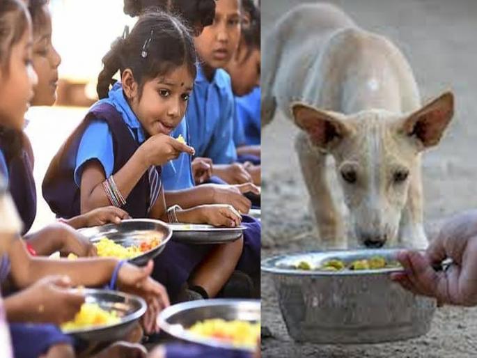 Mid-day meal was eaten by a stray dog; it was also given to children, 78 students had to get anti-rabies vaccine... | मिड-डे मील भटक्या कुत्र्याने उष्टावले; तसेच मुलांना दिले, ७८ विद्यार्थ्यांना अँटी रेबिज लस टोचावी लागली... Mid-day meal was eaten by a stray dog; it was also given to children, 78 students had to get anti-rabies vaccine... | मिड-डे मील भटक्या कुत्र्याने उष्टावले; तसेच मुलांना दिले, ७८ विद्यार्थ्यांना अँटी रेबिज लस टोचावी लागली...
