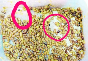 Chicken insect in anganwadi | अंगणवाडीत शिजवलेल्या मटकीत किडे Chicken insect in anganwadi | अंगणवाडीत शिजवलेल्या मटकीत किडे