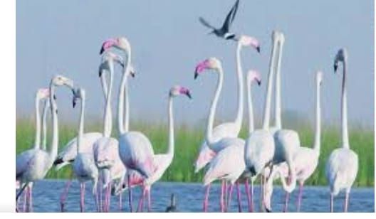 Outbreaks epidemic due to migratory birds | स्थलांतरित पक्ष्यांपासूनही हाेतात साथीचे आजार