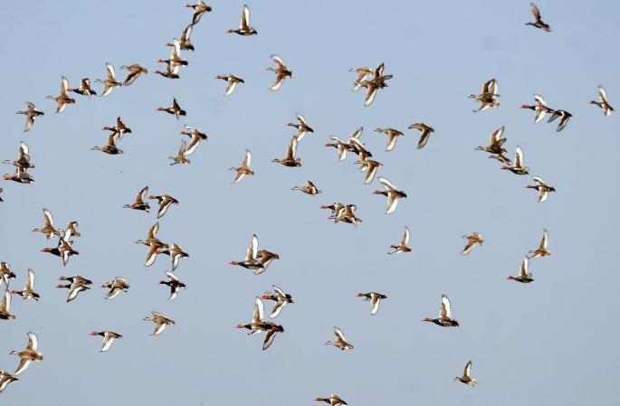 European 'Bar-Headed Guj' birds in Nagpur | युरोपियन ‘बार हेडेड गुज’ पक्षी नागपुरात European 'Bar-Headed Guj' birds in Nagpur | युरोपियन ‘बार हेडेड गुज’ पक्षी नागपुरात
