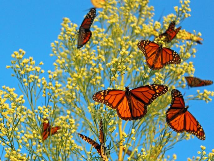 5 epic incident of animal migration | कोई सरहद ना इन्हे रोके!; पशु-पक्षी करतात हजारो मैलांची सफर... 5 epic incident of animal migration | कोई सरहद ना इन्हे रोके!; पशु-पक्षी करतात हजारो मैलांची सफर...