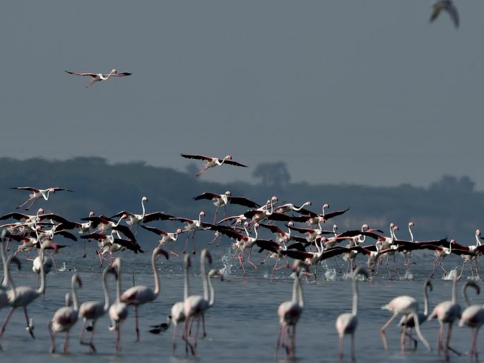 Forest department inquiry into plane crash death of flamingos | फ्लेमिंगोंच्या विमान अपघातातील मृत्यूची वनविभागाकडून चौकशी Forest department inquiry into plane crash death of flamingos | फ्लेमिंगोंच्या विमान अपघातातील मृत्यूची वनविभागाकडून चौकशी