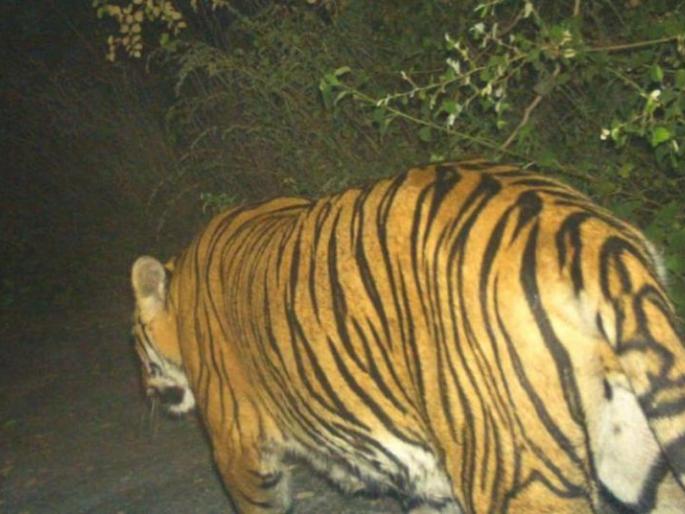 Tigers again in the Mihan area | मिहान परिसरात पुन्हा पट्टेदार वाघाचे दर्शन