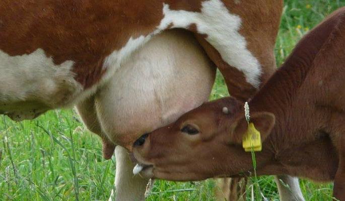 Milch animals will be provided with subsidy | पशुपालकांना अनुदानावर मिळणार दुधाळ जनावर Milch animals will be provided with subsidy | पशुपालकांना अनुदानावर मिळणार दुधाळ जनावर