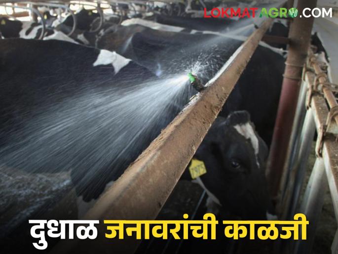 Milk production will not decrease even in summer.. Take care of dairy livestock like this | उन्हाळ्यातही दुध उत्पादन कमी होणार नाही.. दुभत्या जनावरांची अशी घ्या काळजी Milk production will not decrease even in summer.. Take care of dairy livestock like this | उन्हाळ्यातही दुध उत्पादन कमी होणार नाही.. दुभत्या जनावरांची अशी घ्या काळजी