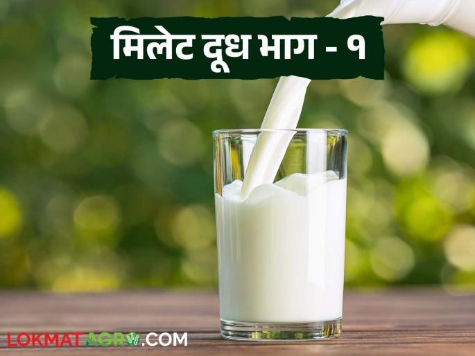 Latest news Millet milk made from whole grains is healthy see details benefits | Millet Milk : तुम्ही मिलेट दूधाबद्दल ऐकलंय का, 'या' दुधाचे आहेत विविध फायदे, वाचा सविस्तर 
