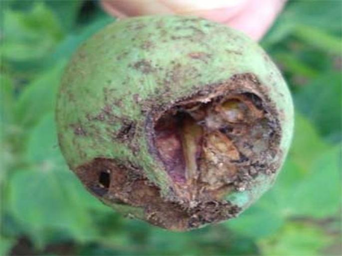 Milbig disease attack on cotton in the area | प्रकाशा परिसरात कापसावर मिलीबग रोगाचे आक्रमण