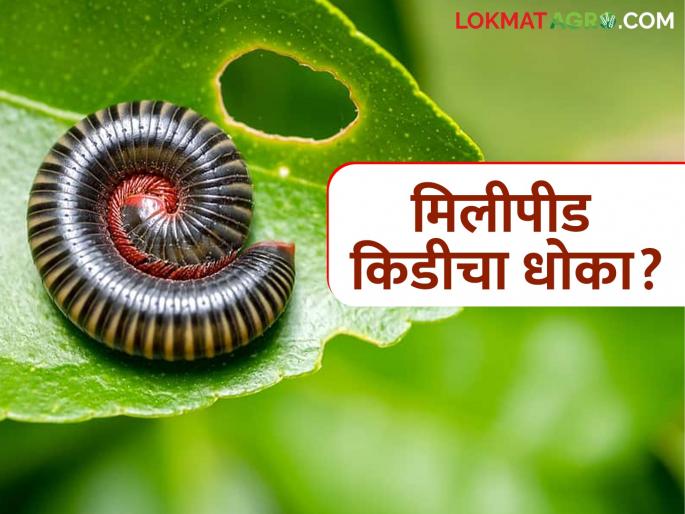 latest news Millipede Kid Niyantran : Millipede pest threatens pre-season crops; 'Come' and plan for remedial measures | Millipede Kid Niyantran : हंगामपूर्व पिकांना मिलीपीड किडीचा धोका; 'या' करा उपायायोजना latest news Millipede Kid Niyantran : Millipede pest threatens pre-season crops; 'Come' and plan for remedial measures | Millipede Kid Niyantran : हंगामपूर्व पिकांना मिलीपीड किडीचा धोका; 'या' करा उपायायोजना