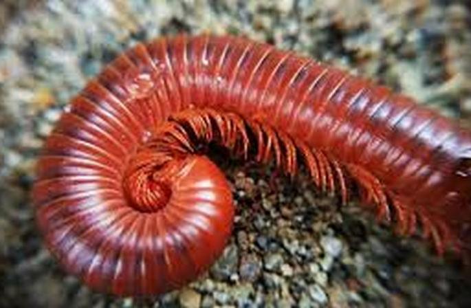 Attack of miliped on sprouted crops! | अंकुरित पिकांवर ‘वाणी’चा हल्ला! Attack of miliped on sprouted crops! | अंकुरित पिकांवर ‘वाणी’चा हल्ला!