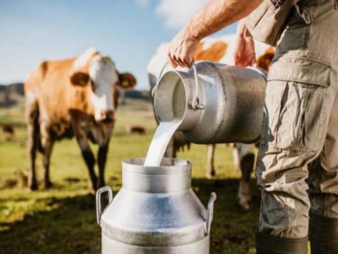 No jobs! Now the unemployed are attracted towards milk production | नोकऱ्या नाहीत! आता दुग्ध उत्पादनाकडे बेरोजगारांचा ओढा No jobs! Now the unemployed are attracted towards milk production | नोकऱ्या नाहीत! आता दुग्ध उत्पादनाकडे बेरोजगारांचा ओढा