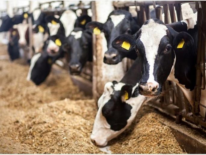 Beneficiaries selected for distribution of Milk animals! | दुधाळ जनावरे वाटपासाठी लाभार्थींची निवड!