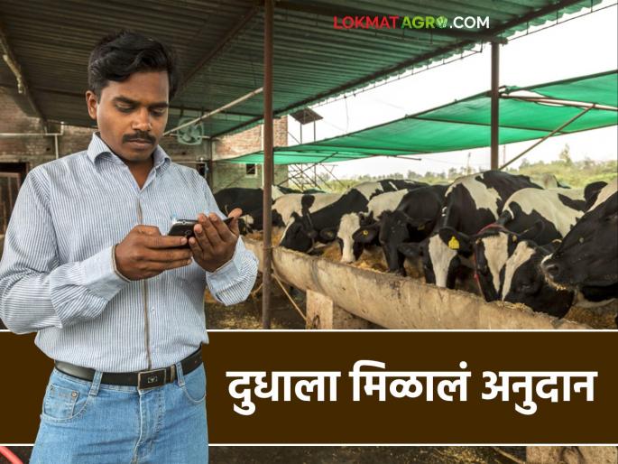Milk subsidy: Milk producers were encouraged; they received a subsidy and the whole house was filled with joy..! | Dudha Anudan : दूध उत्पादकांना प्रोत्साहन; अनुदान मिळाले अन् सारं घर आनंदानं न्हालं..!