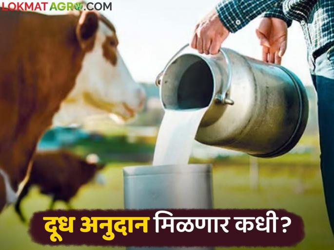 Milk Anudan: 37 thousand liters of milk collected in Buldhana district; 848 people delayed! | Dudh Anudan : बुलढाणा जिल्ह्यात ३७ हजार लीटर दूध संकलन; ८४८ जणांचे अनुदान रखडले!