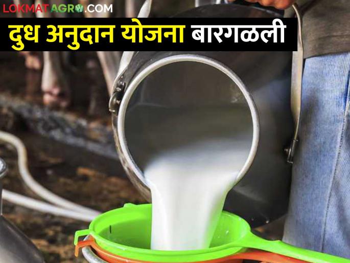 Milk subsidy scheme failed in Ahmednagar district due to milk unions can not initiative for subsidy | दुध अनुदान योजना; नगरमध्ये दुध अनुदानाचे घोडं नेमकं कुठे अडलं Milk subsidy scheme failed in Ahmednagar district due to milk unions can not initiative for subsidy | दुध अनुदान योजना; नगरमध्ये दुध अनुदानाचे घोडं नेमकं कुठे अडलं