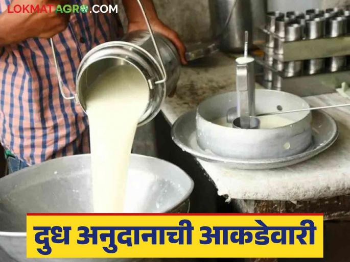 Milk subsidy: How much milk subsidy is left in which district of the state; Let's see in detail | Dudh Anudan : राज्यात कोणत्या जिल्ह्यात किती दूध अनुदान मिळणं बाकी; पाहूया सविस्तर