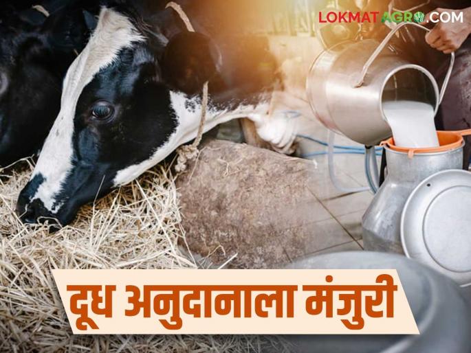Approval for milk subsidy for the month of October-November; Which district will get how much subsidy? Read in detail | ऑक्टोबर-नोव्हेंबर महिन्यातील दूध अनुदानाला मंजुरी; कोणत्या जिल्ह्याला मिळणार किती अनुदान? वाचा सविस्तर Approval for milk subsidy for the month of October-November; Which district will get how much subsidy? Read in detail | ऑक्टोबर-नोव्हेंबर महिन्यातील दूध अनुदानाला मंजुरी; कोणत्या जिल्ह्याला मिळणार किती अनुदान? वाचा सविस्तर