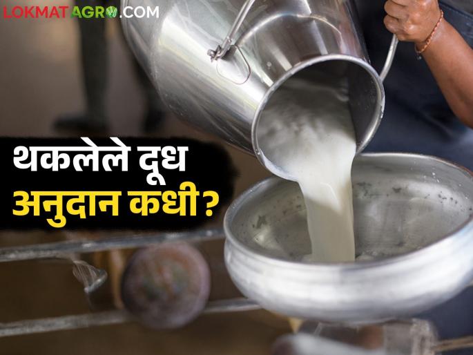 Dudh Anudan Yojana : Milk subsidy approved but when will the money arrive in the farmers' accounts? | Dudh Anudan Yojana : दूध अनुदान मंजूर पण शेतकऱ्यांच्या खात्यावर कधी येणार पैसे?