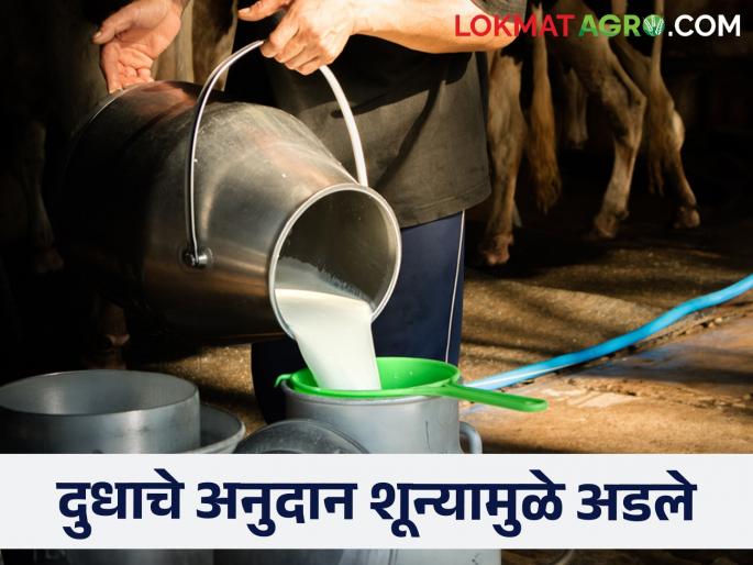A single zero blocked the milk subsidy of thousands of farmers across the state | एका शून्याने अडविले राज्यभरातील हजारो शेतकऱ्यांचे दुधाचे अनुदान