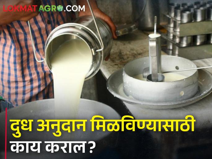 Milk subsidy will be available only if the farmers do this | शेतकऱ्यांनो हे कराल, तरच मिळेल दुध अनुदान Milk subsidy will be available only if the farmers do this | शेतकऱ्यांनो हे कराल, तरच मिळेल दुध अनुदान