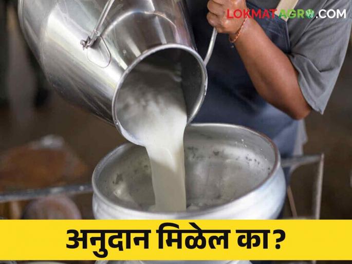 Milk prices fall again, demand to start subsidy scheme for farmers | दूध दरात पुन्हा घसरण, शेतकऱ्यांसाठी अनुदान योजना सुरू करण्याची मागणी Milk prices fall again, demand to start subsidy scheme for farmers | दूध दरात पुन्हा घसरण, शेतकऱ्यांसाठी अनुदान योजना सुरू करण्याची मागणी