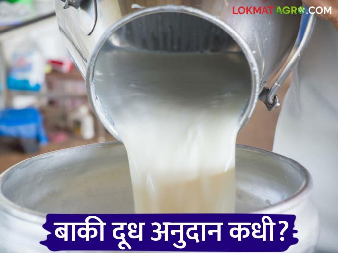 Dudh Anudan : Milk subsidy scheme statistics are out; 'This' district gets the highest subsidy in the state | Dudh Anudan : दूध अनुदान योजनेचे आकडेवारी आली; राज्यात 'या' जिल्ह्याला सर्वाधिक अनुदान Dudh Anudan : Milk subsidy scheme statistics are out; 'This' district gets the highest subsidy in the state | Dudh Anudan : दूध अनुदान योजनेचे आकडेवारी आली; राज्यात 'या' जिल्ह्याला सर्वाधिक अनुदान