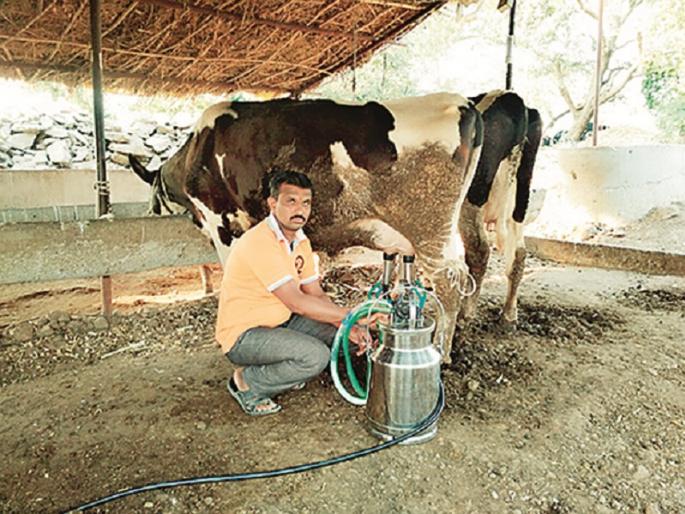 The young farmer has achieved financial progress in a short span of milk business | दुग्ध व्यवसायातून युवा शेतकऱ्याने अल्पावधीतच साधली आर्थिक प्रगती The young farmer has achieved financial progress in a short span of milk business | दुग्ध व्यवसायातून युवा शेतकऱ्याने अल्पावधीतच साधली आर्थिक प्रगती