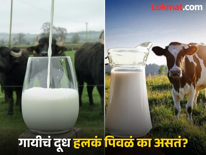 Why Is Cow Milk Slightly Yellow While Buffalo Milk Is White? | म्हशीचं दूध पांढरं, तर गायीचं पिवळसर का? कारण ऐकून तुम्हालाही बसेल धक्का Why Is Cow Milk Slightly Yellow While Buffalo Milk Is White? | म्हशीचं दूध पांढरं, तर गायीचं पिवळसर का? कारण ऐकून तुम्हालाही बसेल धक्का