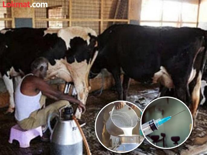 Man arrested for using injections to increase milk supply | दूधवाढीसाठी इंजेक्शनचा वापर करणाऱ्यास अटक    Man arrested for using injections to increase milk supply | दूधवाढीसाठी इंजेक्शनचा वापर करणाऱ्यास अटक