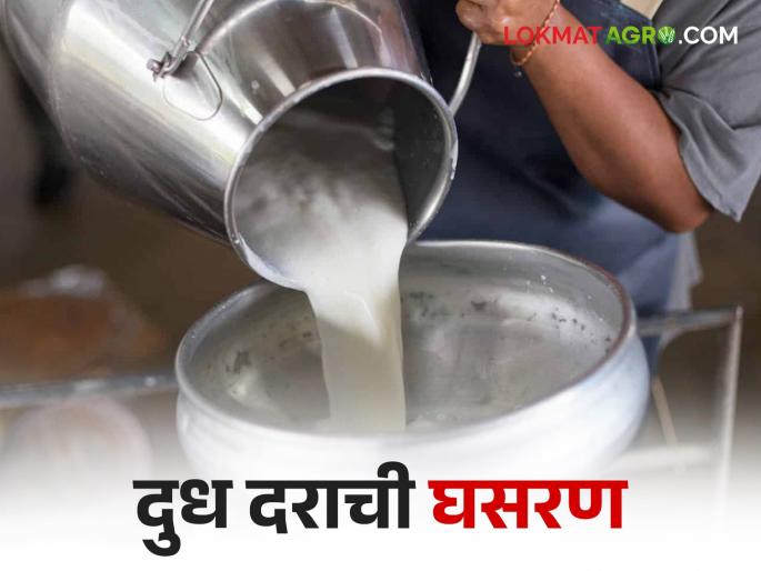 March end.. How many times in a year the price of milk falls by how much Rs | मार्च एंड.. वर्षात दुधाच्या दरात किती वेळा किती रुपयांची घसरण March end.. How many times in a year the price of milk falls by how much Rs | मार्च एंड.. वर्षात दुधाच्या दरात किती वेळा किती रुपयांची घसरण