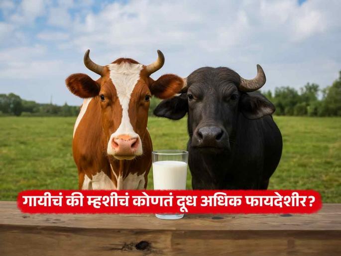 Cow Milk vs Buffalo Milk: Acharya Manish Ji's tells the difference | गायीचं दूध की म्हशीचं? पाहा एक्सपर्ट सांगतात तब्येतीसाठी कोणतं जास्त फायदेशीर ठरतं
