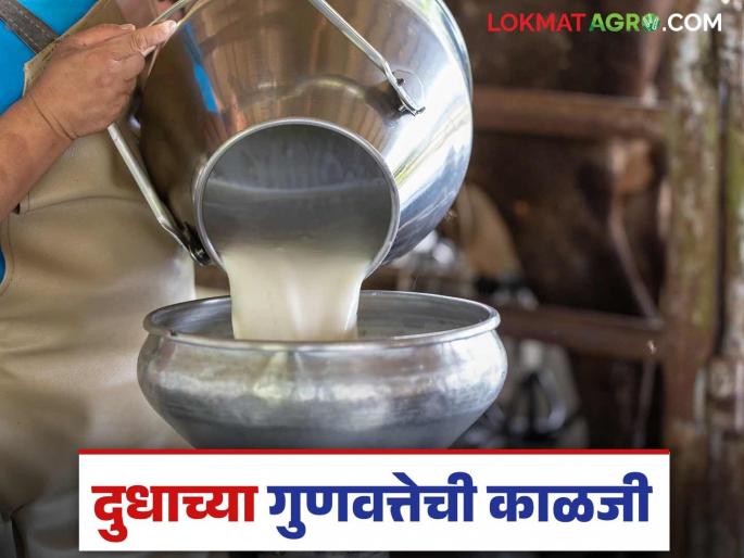 Take these precautions while milking cows and buffaloes, know in detail | Dairy Farming : गायी आणि म्हशींचे दूध काढताना 'ही' खबरदारी घ्यावी, जाणून घ्या सविस्तर  Take these precautions while milking cows and buffaloes, know in detail | Dairy Farming : गायी आणि म्हशींचे दूध काढताना 'ही' खबरदारी घ्यावी, जाणून घ्या सविस्तर