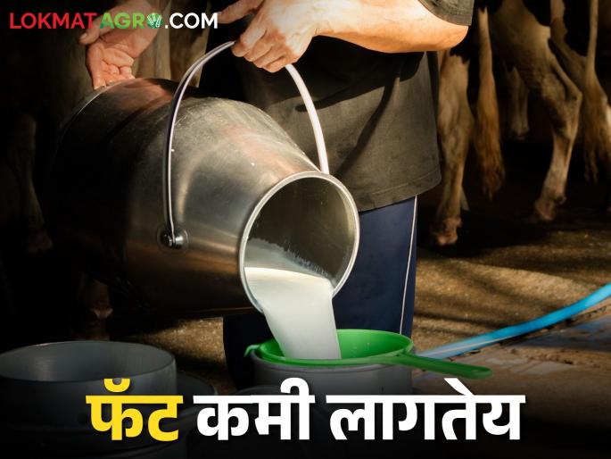Does milk need less fat? Causes and remedies | दूध व्यवसायात करायची आहे वृद्धी; फॅट वाढवून अशी आणा समृद्धी Does milk need less fat? Causes and remedies | दूध व्यवसायात करायची आहे वृद्धी; फॅट वाढवून अशी आणा समृद्धी
