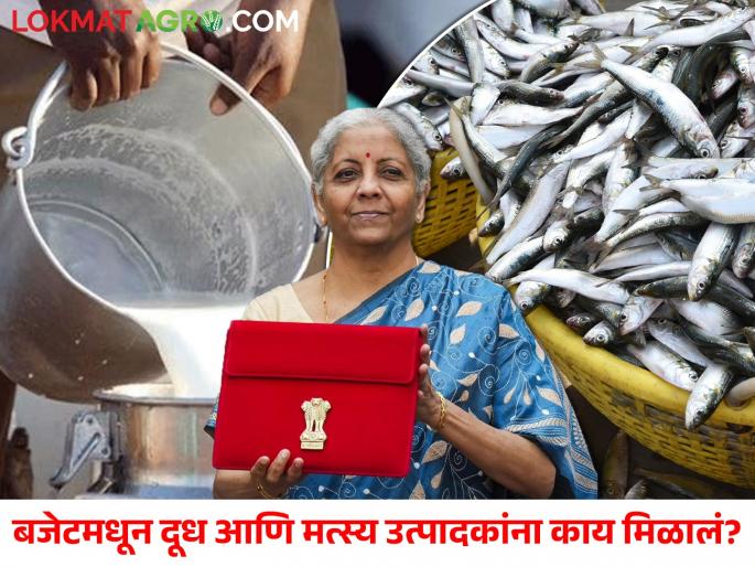 latest News What about milk and fish producers in budget 2024 Read in detail | Budget 2024 : बजेटमध्ये दूध आणि मत्स्य उत्पादकांसाठी काय? वाचा सविस्तर  latest News What about milk and fish producers in budget 2024 Read in detail | Budget 2024 : बजेटमध्ये दूध आणि मत्स्य उत्पादकांसाठी काय? वाचा सविस्तर