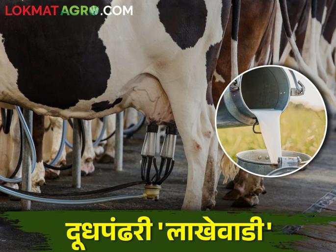 milk is flowing in this village; Fifteen lakh rupees worth of milk is sold in a day | या गावात वाहतोय दुधाचा महापूर; एका दिवसात केली जाते पंधरा लाख रुपयांची दुध विक्री milk is flowing in this village; Fifteen lakh rupees worth of milk is sold in a day | या गावात वाहतोय दुधाचा महापूर; एका दिवसात केली जाते पंधरा लाख रुपयांची दुध विक्री