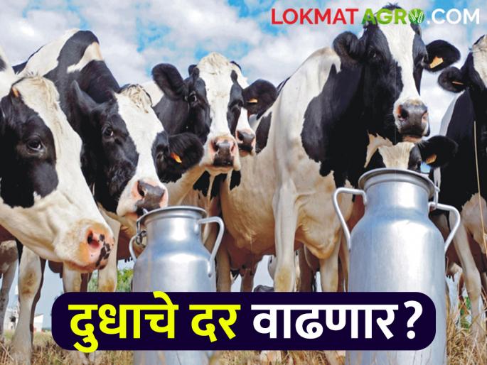Milk producers suffer due to milk prices; but The milk collection center is is beneficial | दूध उत्पादकांचे दूध दरांमुळे होताहेत हाल; दुध संकलन केंद्र मात्र मालामाल Milk producers suffer due to milk prices; but The milk collection center is is beneficial | दूध उत्पादकांचे दूध दरांमुळे होताहेत हाल; दुध संकलन केंद्र मात्र मालामाल