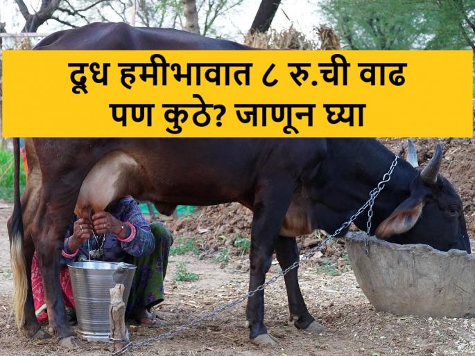 This state had increased cow & buffalo milk msp from 1 april 24 | गायीच्या दुधाचा हमीभाव ४५ रुपये, तर म्हशीच्या दुधाचा ५५ रुपये, १ एप्रिलपासून अंमलबजावणी, जाणून घ्या कुठे