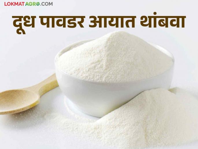 Milk Powder Import: The decision to import milk powder should be withdrawn; Raju Shetty's demand to the Central Government | Milk Powder Import दूध पावडर आयातीचा निर्णय मागे घ्यावा; राजू शेट्टी यांची केंद्राकडे मागणी Milk Powder Import: The decision to import milk powder should be withdrawn; Raju Shetty's demand to the Central Government | Milk Powder Import दूध पावडर आयातीचा निर्णय मागे घ्यावा; राजू शेट्टी यांची केंद्राकडे मागणी