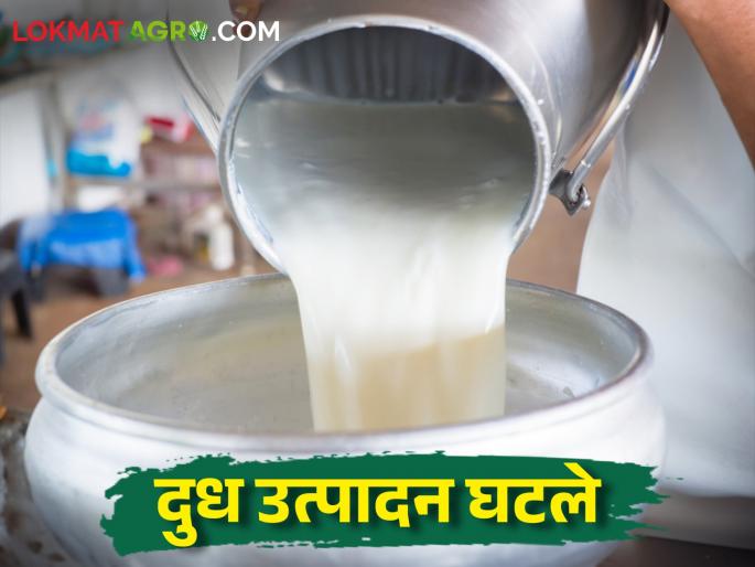 Milk production decreased by one lakh liters due to summer heat | Milk Production उन्हामुळे दूध उत्पादन एक लाख लीटरने घटले Milk production decreased by one lakh liters due to summer heat | Milk Production उन्हामुळे दूध उत्पादन एक लाख लीटरने घटले