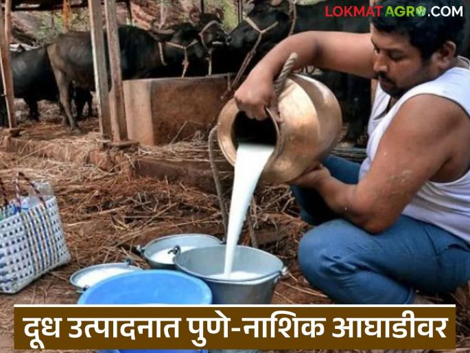 latest news Milk Production: Pune, Nashik top milk production in the state; Konkan, Amravati trail behind. Read in detail | Milk Production : राज्यात दूध उत्पादनात पुणे, नाशिक टॉपवर; कोकण, अमरावती मागे वाचा सविस्तर