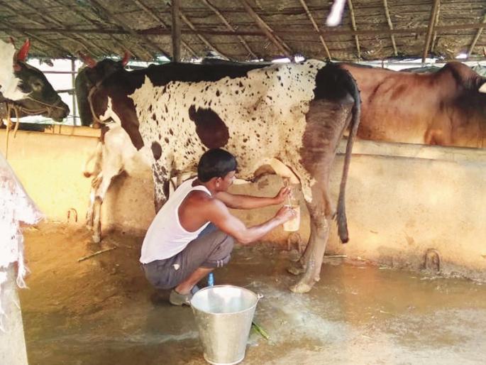 Milk revolution in Telaki | टेळकीत दूधक्रांती गतिमान