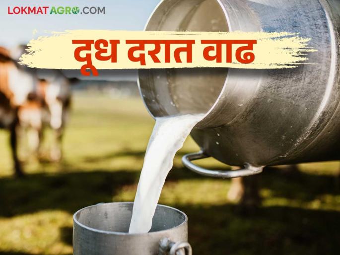 Demand for butter and powder has increased in the global market; Will milk purchase prices increase? | जागतिक बाजारात बटर आणि पावडरची मागणी वाढली; दूध खरेदी दरात होणार वाढ?