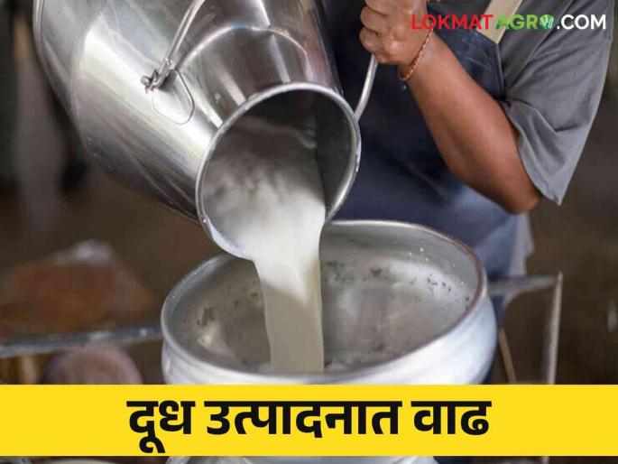 Milk production in this district increased by one point twenty five lakh liters | काय सांगताय.. या जिल्ह्यात दूध उत्पादन सव्वा लाख लीटरने वाढले Milk production in this district increased by one point twenty five lakh liters | काय सांगताय.. या जिल्ह्यात दूध उत्पादन सव्वा लाख लीटरने वाढले