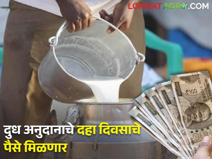 Milk Subsidy Scheme; The money will transfer the farmer's account in four days | दूध अनुदान योजना; शेतकऱ्यांच्या खात्यावर चार दिवसांत येणार पैसे Milk Subsidy Scheme; The money will transfer the farmer's account in four days | दूध अनुदान योजना; शेतकऱ्यांच्या खात्यावर चार दिवसांत येणार पैसे