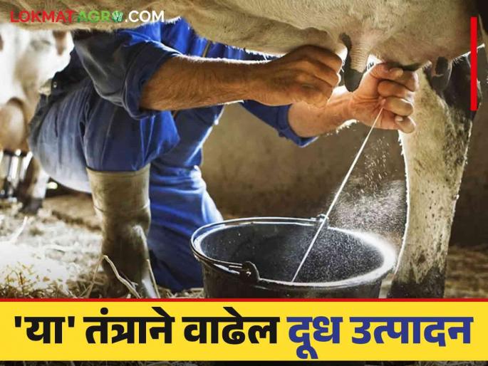 Milk Production : Transplant Technique Adopt in a Milk production Farmers will benefit | Milk Production : भ्रूण प्रत्यारोपण तंत्राने वाढेल दूध उत्पादन; शेतकऱ्यांना होणार फायदा Milk Production : Transplant Technique Adopt in a Milk production Farmers will benefit | Milk Production : भ्रूण प्रत्यारोपण तंत्राने वाढेल दूध उत्पादन; शेतकऱ्यांना होणार फायदा