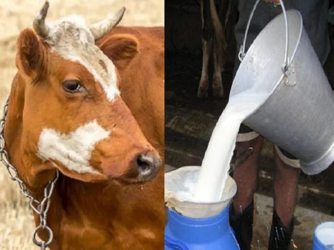 Satara Zilla Parishad will implement five principles to increase milk production, 24 villages in the district will be selected | दुग्ध उत्पन्न वाढीसाठी सातारा जिल्हा परिषद राबवणार पंचसूत्री, जिल्ह्यातील २४ गावांची निवड Satara Zilla Parishad will implement five principles to increase milk production, 24 villages in the district will be selected | दुग्ध उत्पन्न वाढीसाठी सातारा जिल्हा परिषद राबवणार पंचसूत्री, जिल्ह्यातील २४ गावांची निवड