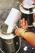 Farmer desperate for milk business: No cost, Rs 500 crores per day for a cow | दूध व्यवसाय डबघाईला शेतकरी हताश : दर नाही, एका गायीमागे दररोज पाचशे रुपये खर्च Farmer desperate for milk business: No cost, Rs 500 crores per day for a cow | दूध व्यवसाय डबघाईला शेतकरी हताश : दर नाही, एका गायीमागे दररोज पाचशे रुपये खर्च