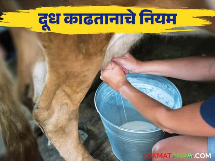 What precautions should be taken while livestock milking by hand so that the milk does not smell | जनावरांचे दूध वासावर जावू नये म्हणून हाताने दूध काढताना काय खबरदारी घ्यावी वाचा सविस्तर What precautions should be taken while livestock milking by hand so that the milk does not smell | जनावरांचे दूध वासावर जावू नये म्हणून हाताने दूध काढताना काय खबरदारी घ्यावी वाचा सविस्तर