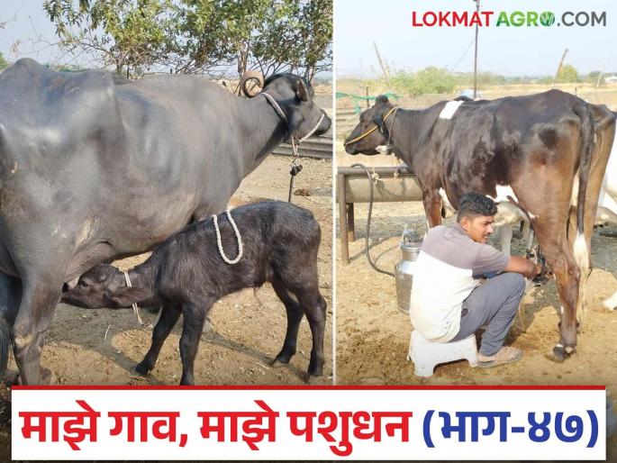 Why cow and Buffalo don't let down the milk? What will you do about this? Read in detail | गायी-म्हैशी पान्हा का चोरतात? यावर काय कराल उपाय? वाचा सविस्तर Why cow and Buffalo don't let down the milk? What will you do about this? Read in detail | गायी-म्हैशी पान्हा का चोरतात? यावर काय कराल उपाय? वाचा सविस्तर