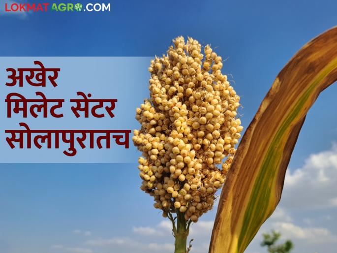 Millet Center of Excellence; GR of Baramati Millet Center cancelled, now construction will be done in Solapur itself | Millet Excellence Center; बारामती मिलेट सेंटरचा जीआर रद्द, आता सोलापुरातच होणार उभारणी